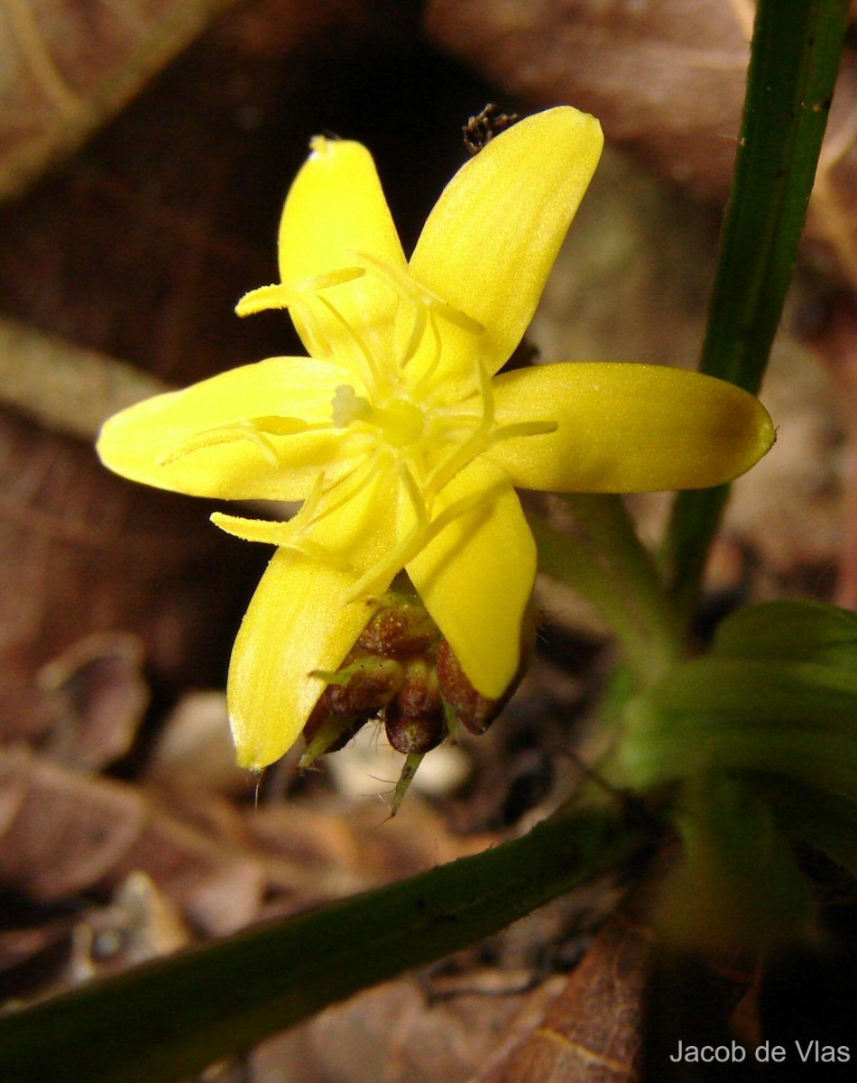 Curculigo orchioides Gaertn.